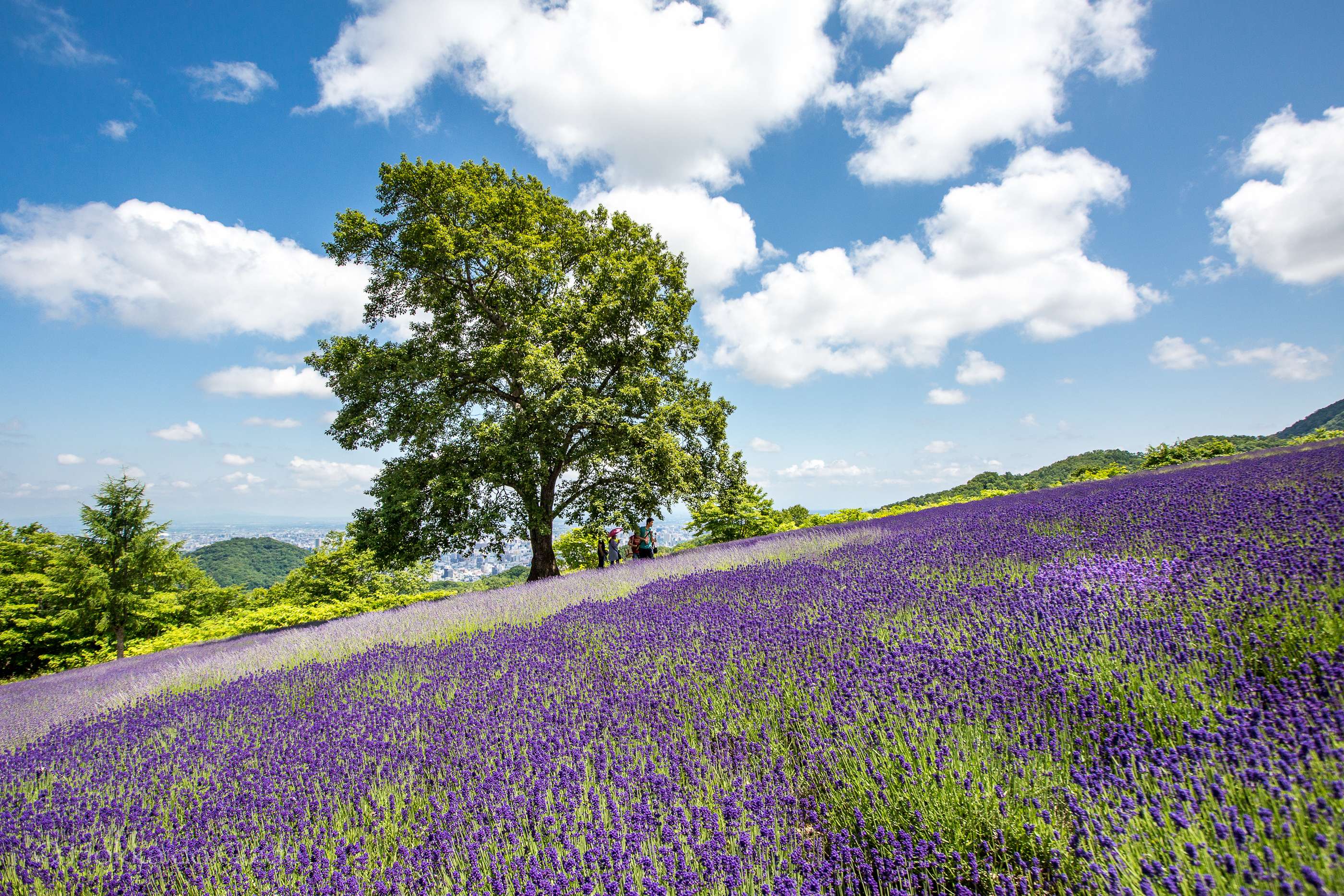 🌸 호로미 고개 라벤더 정원(호로미토게 라벤다-엔) 이미지 7